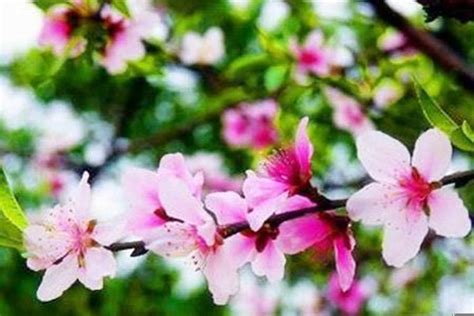 桃花煞|八字看桃花煞 – 何为八字桃花煞